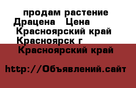 продам растение Драцена › Цена ­ 250 - Красноярский край, Красноярск г.  »    . Красноярский край